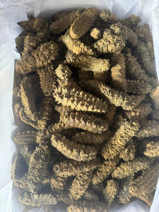 Premium Vietnamese Dried Sea Cucumber 2025 Top Quality Naturally Processed For Export - Product Image 3