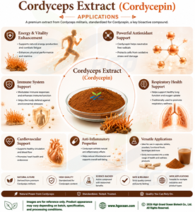 Cuerpo fructífero de Cordyceps natural puro de suministro directo de fábrica HGO (grado alimenticio) Especificación Cordycepin 2% EXTRACTO DE Cordyceps - Product Image 4