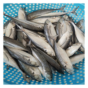 Buenos precios Caballa de caballo/Pescado de caballa de caballo congelado fresco Calidad estándar de alta calidad 680 toneladas Caballa Pescado congelado - Product Image 4