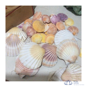 เปลือกหอยทะเลคุณภาพสูงหลากหลายชนิด สำหรับงานศิลปะ งานฝีมือ ตกแต่งโต๊ะ จากบลูโลตัส - Product Image 1