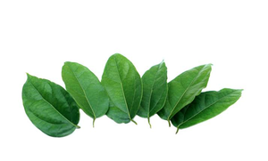 Bai Ya Nang แบบแช่แข็งสำหรับขายอาหารและบริการอาหารเวียดนาม - Product Image 1