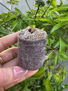 Eco2go Vietnam Blocs de Fibres de Coco Biodégradables à Haute Rétention d'Eau Prêts à l'Emploi Légers pour la Propagation des Plantes et des Semences - Product Image 6