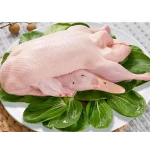 Pato Congelado Halal de Alta Calidad a Precio Accesible, Carne de Pato Lista para Exportación al por Mayor - Product Image 4