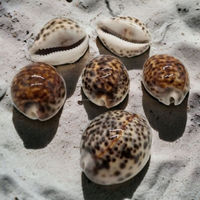 Fournisseur de coquilles de cauris tigre KMI en provenance du Vietnam – Taille 7-10 cm |   Grande Quantité, Prix Compétitif, Prêt à l'Exportation