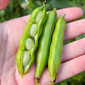 Haricots verts surgelés biologiques, nouvelle récolte de printemps, légumes cuits à la vapeur, en vente - Product Image 5