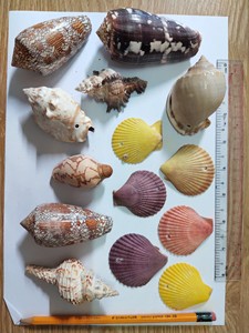 เปลือกหอยทาก - พร้อมส่งออกจำนวนมาก//เปลือกหอยแลมเบียส ทรั้งคันต้า/เปลือกหอยแมงป่อง ราคาสมเหตุสมผล - Product Image 3