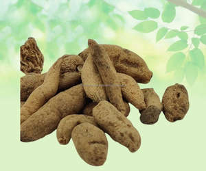 Habenaria Intermedia Ridhi Vridhi Root Habenaria Vriddhi Thumma Ridhi Vridhi Jadd Dried Raw Herbs Plant <b>Extract</b> Herbal Product - Product Image 3