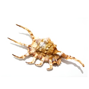 Coquillages d'araignée, coquillages marins, thème plage, présentation économique, coquillages naturels, coquillages océaniques, vente en gros - Product Image 5