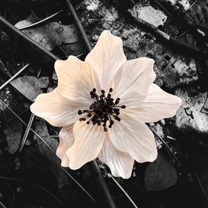 Premium White Iceland Poppy Sola Wood Flowers Sustainable Craft Handmade 8-8.5cm Sesbania <b>Reed</b> Home Fragrance Model 001 TH VADEE - Product Image 3