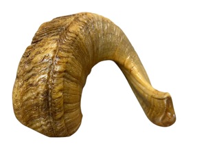 Cuerno de Shofar de Oveja Natural Pulido - Decoración Religiosa Ecológica para el Hogar de Alta Calidad - Product Image 4