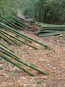 POLES DE BAMBOU ÉCOLOGIQUES QUALITÉ D'EXPORTATION POUR LA CONSTRUCTION ET LE JARDINAGE DU FOURNISSEUR VIET NAM VIET DELTA - Product Image 5