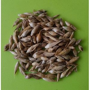 Organic bamboo <b>seeds</b> Bamboo <b>Seeds</b> High Germination Organic Edible Healthy Raw 2 Year Shelf Life Export Quality for Bulk Supply - Product Image 4