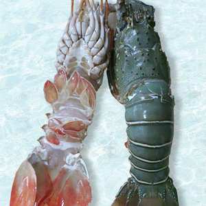 Meilleur prix Fournisseur en gros d'homards congelés d'origine canadienne, queues d'homards congelées, homards frais vivants - Product Image 5