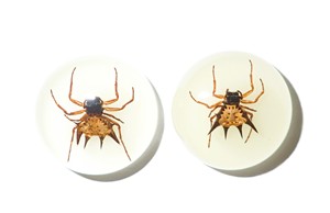 Spiny <b>Spider</b> Real Specimen <b>Plastic</b> Cabochon Round 25x25 mm Glow Flat Bottom for Crafts and Jewelry Making - Product Image 2