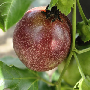 Approvisionnement fiable Darlac Farms : Fruits de la Passion surgelés IQF du Vietnam Dak Lak en vrac, certifiés HACCP/ISO, fournisseur OEM pour marques privées - Product Image 1