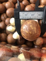 100% Natuurlijke Macadamia Noten, Blanchied, Gekrakeld, Gedroogd, Grootte >25mm, Gezonde Snack, Schil, 500g, Voedzaam Voedsel, Verpakt in Pet Pot, Macca