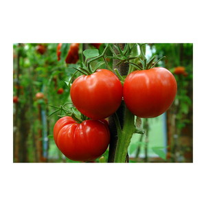 Producto muy buscado: tomate fresco envasado, tomates frescos, tomate - Product Image 4