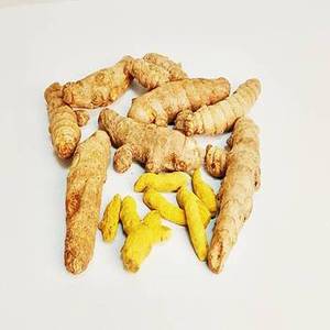 Indian Premium Turmeric <b>Finger</b> Natural Dried Whole Turmeric Root Curcuma Longa Spice Bulk Wholesale Food Grade Exporter - Product Image 4