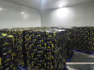 Limones sin Semillas de Vietnam de Primera Calidad, Color Verde Oscuro, Marca TECHMIFOOD (4.5 kg) para Cocinar y Preparar Bebidas - Product Image 3
