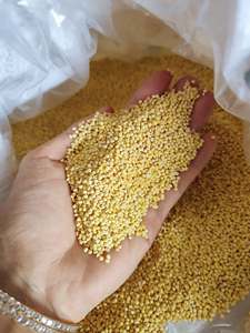 Millet décortiqué de qualité alimentaire en gros pour la consommation humaine, céréales pour le petit-déjeuner, marque privée Vietnam - Ms. Grace - Product Image 2