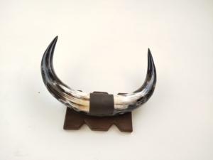 Petites cornes de taureau polies, paire montée pour décoration murale, style western, agate, pour maison, hôtel, bureau - Product Image 4