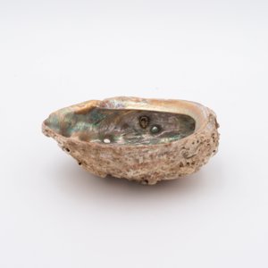 Natural <b>abalone</b> sea <b>shell</b> for crafts hot deal decorative seashell smudging & nautical display - Product Image 3