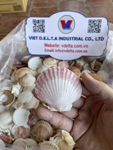 Natural Scallop <strong>Shells</strong> in Assorted Colors from Vietnam for DIY Crafts - Product Image 4
