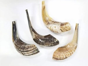 Shofar de Cuerno de Carnero Pulido Ecológico OEM, Forma Natural, para Oración Religiosa, Israelí, Kosher, Judío, Yemení, para Soplar, FAIZA CRAFT - Product Image 2