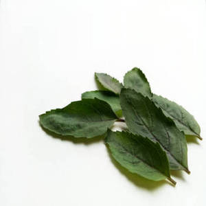 Hojas de Albahaca India de Primera Calidad de Nueva Temporada para Mezclas de Condimento para Pasta, Suministro de Ingredientes Culinarios para Importadores y Distribuidores - Product Image 4