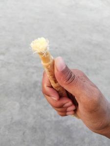 Brosse à dents Miswak Smilebright Premium, bâtonnets à base de plantes biologiques, blanchiment naturel, haleine fraîche, hygiène dentaire, écologique, anti-plaque - Product Image 5