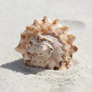 Turbo hermit <b>crab</b> <b>shells</b> lowest price seashells bulk sea <b>shell</b> home decor aquarium accessories - Product Image 6