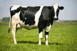 Vaches laitières Holstein de haute qualité pour l'approvisionnement en bétail en gros et l'agriculture commerciale - Product Image 5
