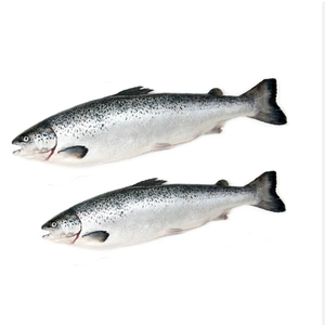 Filets de saumon atlantique espagnol surgelés 700-2400g, sans os, tranchés, sous vide, procédé BQF, sans graisses trans, faible teneur en glucides - Product Image 4