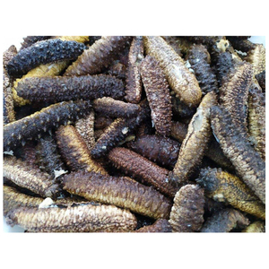 Pepino de mar seco de alta calidad (mariscos) en venta al mejor precio - Product Image 1