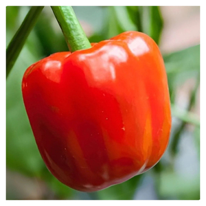 Pimiento rojo cultivado en granja, cuidadosamente cosechado y empaquetado para el comercio internacional - Product Image 6