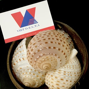 100% Natural Hermit <b>Crab</b> <b>Shells</b> and Seashell-Ideal for Collecting, Nautical Decor, and Vivarium Design/ Ms. Lima - Product Image 3