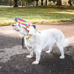 Cappello per Cani Colorato e Floreale con Protezione UV, Regolabile, Abbigliamento alla Moda per Animali Domestici - Product Image 5
