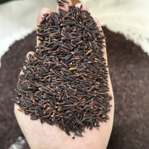 Productor de arroz glutinoso negro premium (no transgénico) - Empaquetado en bolsas al vacío de 1LB a 50LBS en RICE FACTORY (Joice) - Product Image 1
