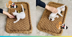 Eco2go Vietnam Vietnam Coconut Fiber Pet Mattress | Sustainable Eco-Friendly Rug for <b>Cats</b> & Dogs - Product Image 2