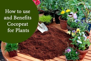 100% Organic Natural Coconut Fiber <b>Mat</b> Coco <b>Coir</b> <b>Mat</b> Coco <b>Coir</b> Grow <b>Mat</b> With High Quality and Biodegradable by Ecofriendly India - Product Image 4