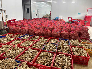 Jengibre Vietnamita de Exportación, Fresco, Aroma Intenso, Limpio y Seco, Venta al por Mayor - Product Image 2