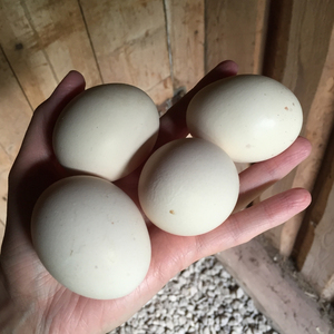 Huevos de gallina frescos seleccionados de granjas de calidad con embalaje seguro en cartón para compradores y mayoristas de exportación a granel - Product Image 4
