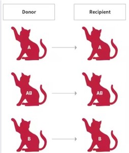 Alta qualità e basso costo Pet gruppo gruppo gruppo Test Kit attrezzature essenziali per la cura della salute degli animali domestici e integratori - Product Image 3