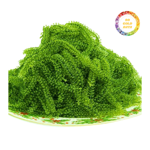 Raisins de mer vert vif, récolte quotidienne fraîche - Product Image 1