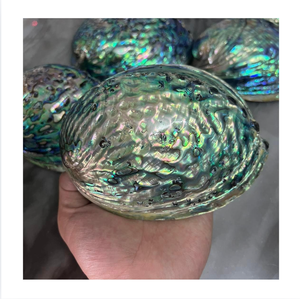 Coquille d'ormeau naturelle, matériau brut pour la décoration de la maison et la fabrication de bijoux - Product Image 1