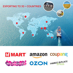 Papel de Arroz Vietnamita – Exportador Directo de Fábrica, Certificado FSSC, HALAL, ISO, HACCP, Comercio Internacional - Product Image 6