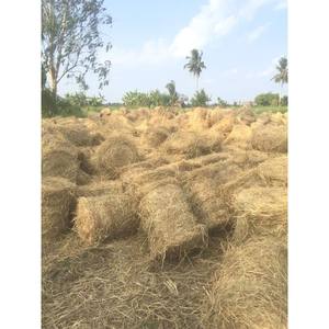 Forros de Paja de Arroz GIA GIA NGUYEN, Control de Humedad, Productos Agrícolas para Comederos de Animales, Vietnam - Product Image 1