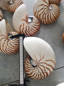 Concha de Nautilus de Vietnam para Decoración de Acuarios, Proyectos de Arte y Manualidades, y Decoración del Hogar, con Suministro al por Mayor y Buen Precio - Product Image 4