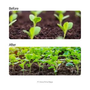 High Quality <b>Vitamin</b> B1 Plant Nutrient <b>Liquid</b> Organic Fertilizer Anti Stress for Plant Growth & Root Development - Product Image 4