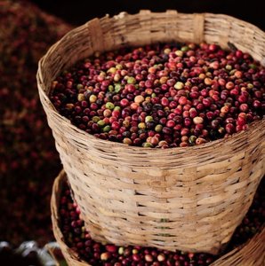 Grains de café vert Arabica de qualité 1 du Vietnam |   Grains entiers non torréfiés |   Approvisionnement en gros - Product Image 1